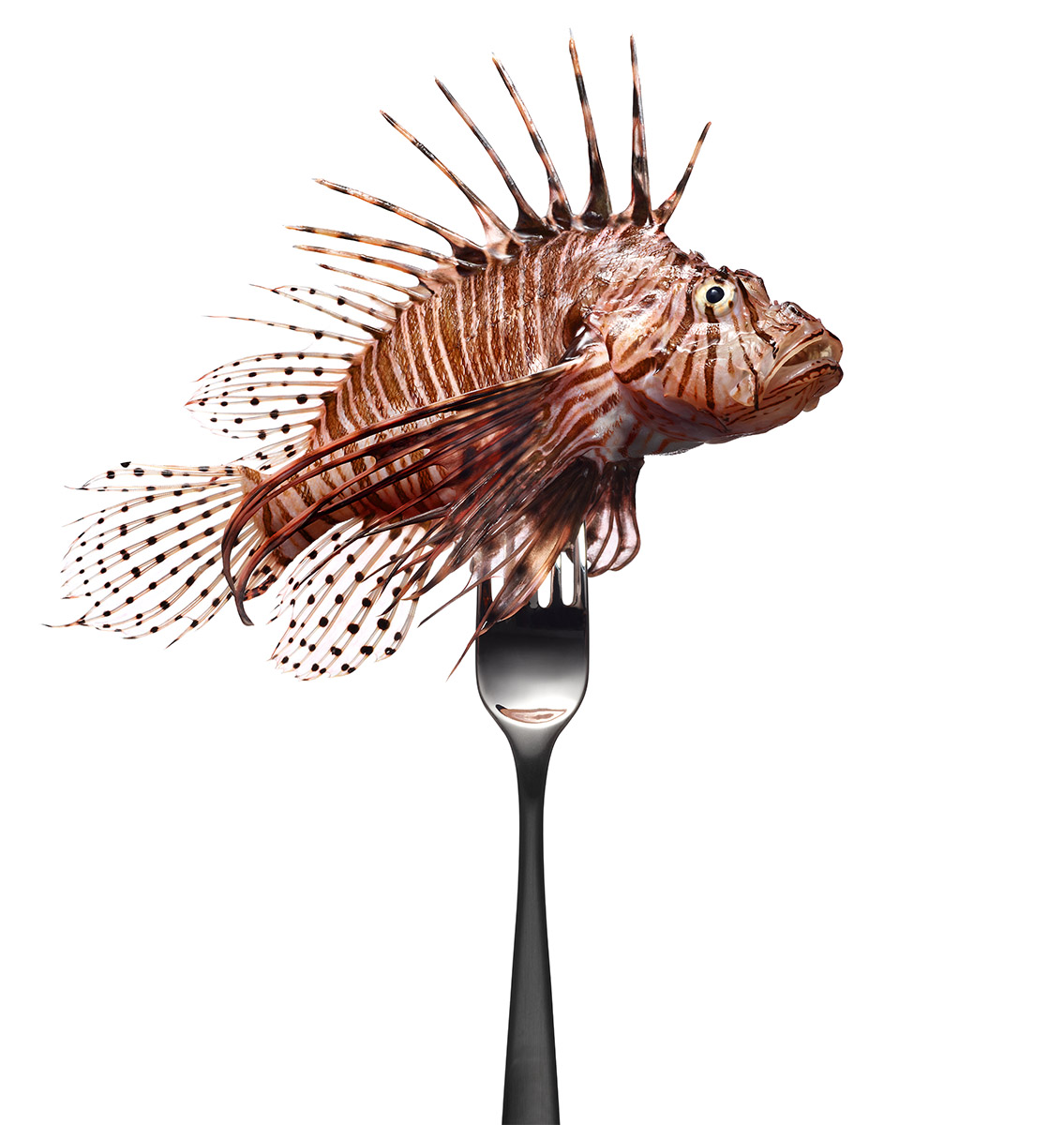 Lionfish_Fork