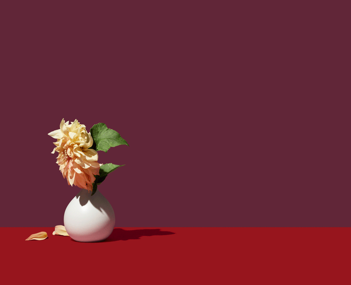 Vangaurd_Flower_Animation